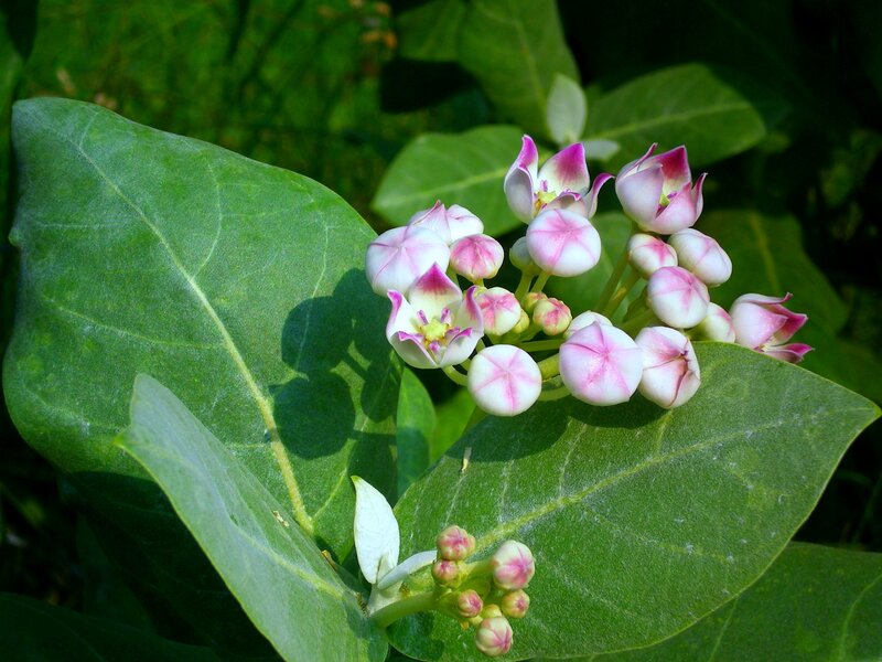 Pink and White Milkweed Flowers — Green