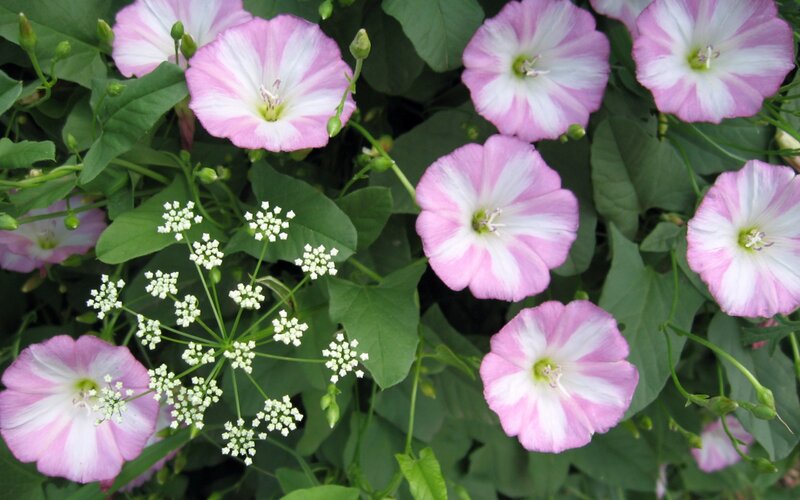 Pink and White Morning Glories