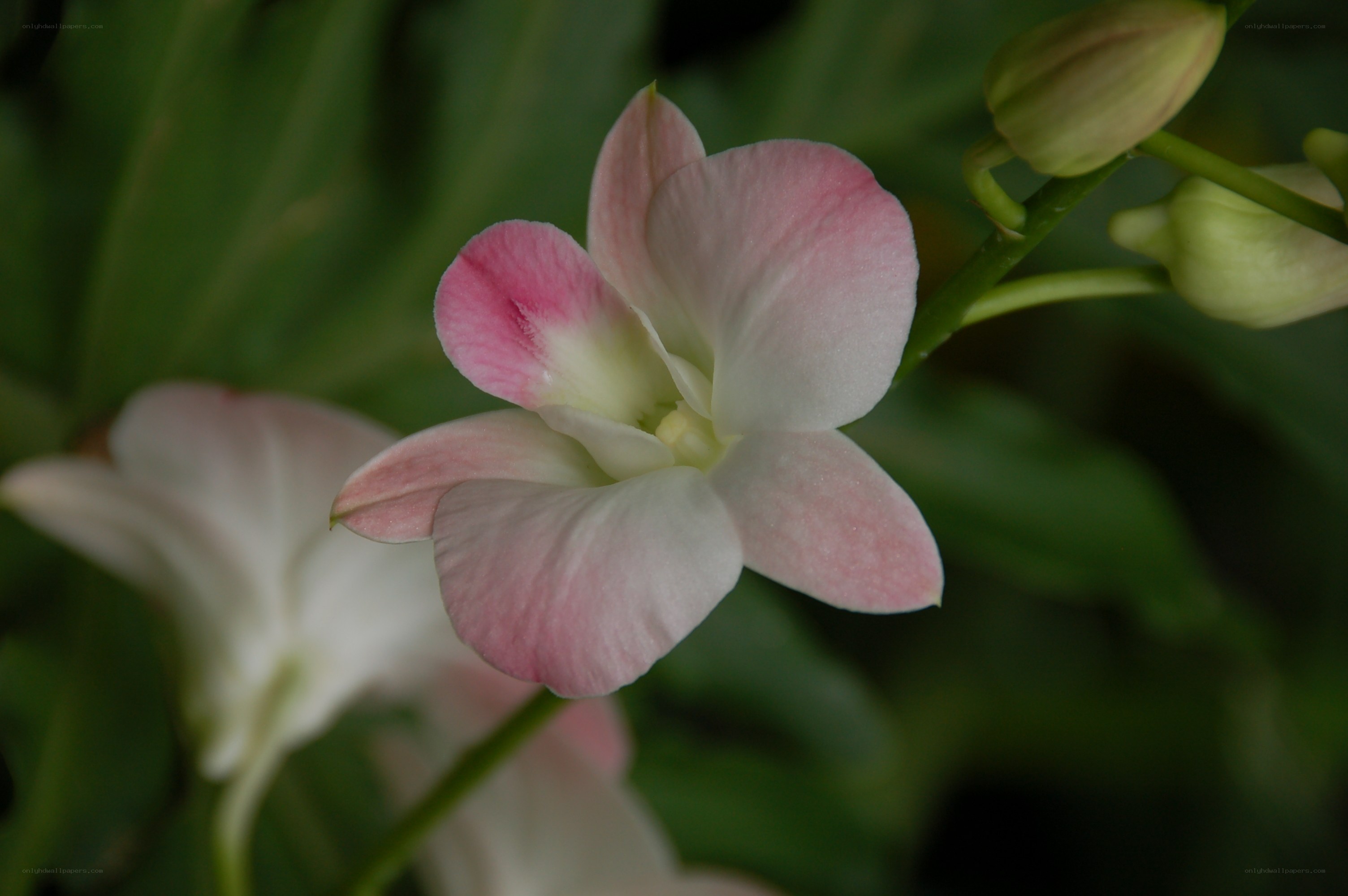 Pink and white orchid bloom