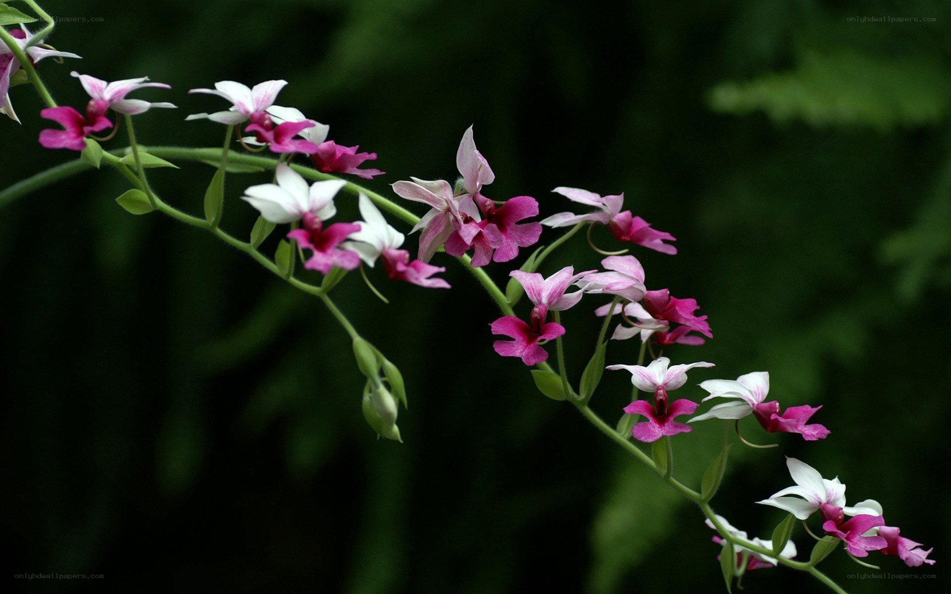 Pink and white orchid blooms