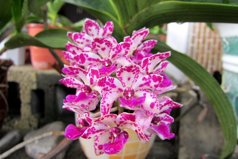 Pink and White Orchid — Calm, Photograph, Green Leaves