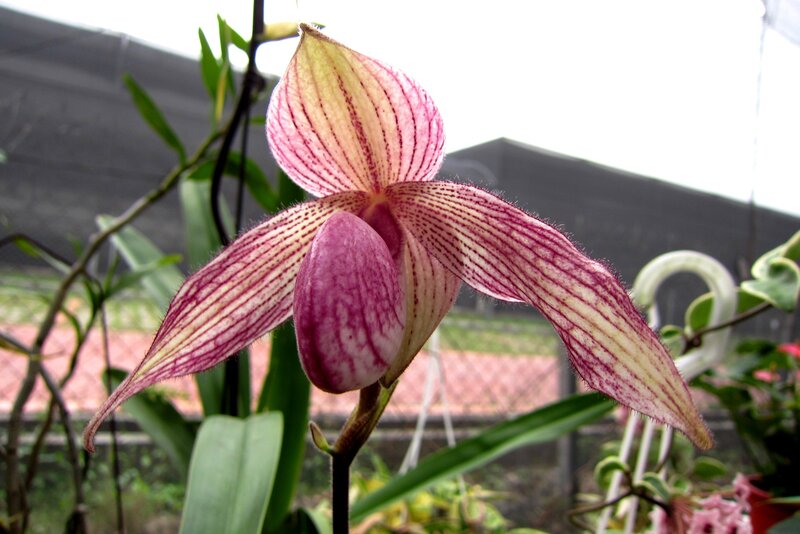 Pink and White Orchid — Calm, Photograph
