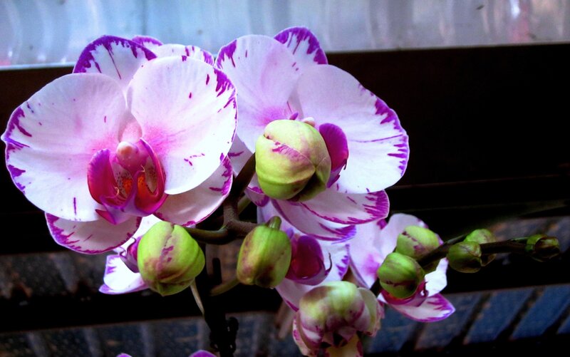 Pink and White Orchid — Calm
