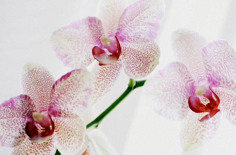 Pink and white orchid flowers