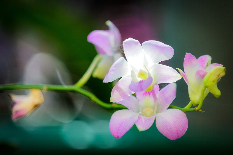 Pink and white orchid flowers