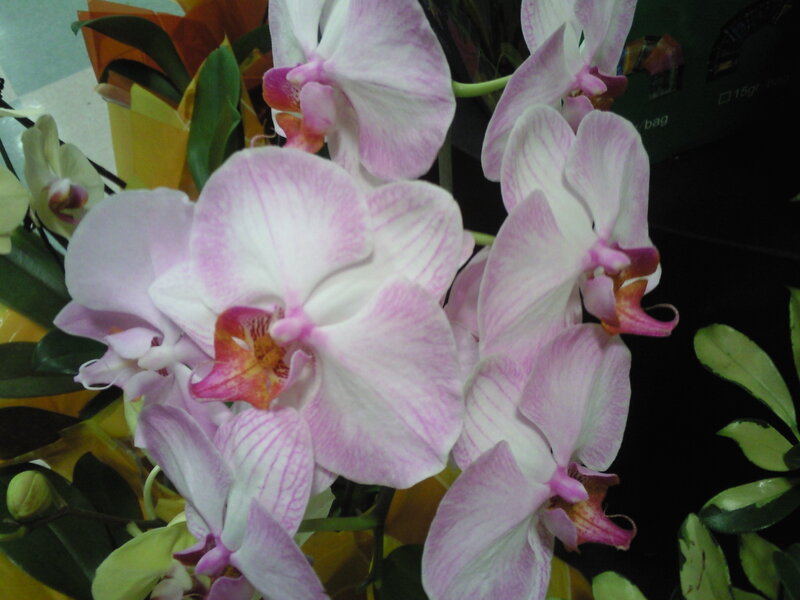 Pink and white orchid flowers