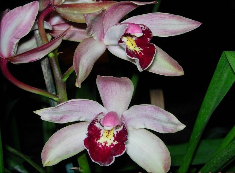 pink and white orchid flowers