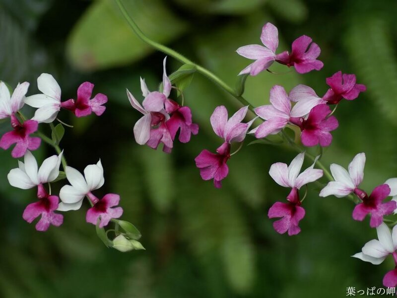 Pink and white orchid flowers