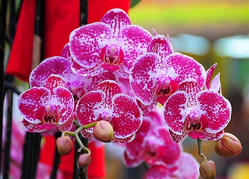 Pink and white orchid flowers