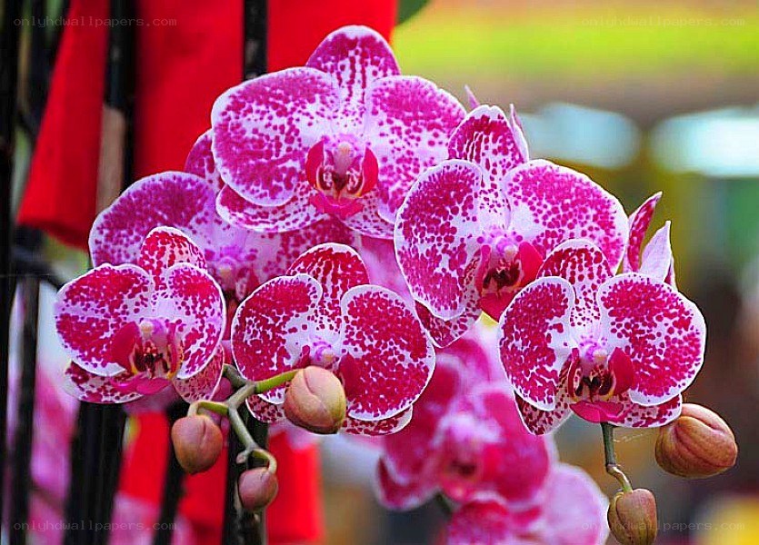 Pink and white orchid flowers
