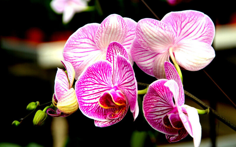 Pink and White Orchid Flowers — Serene