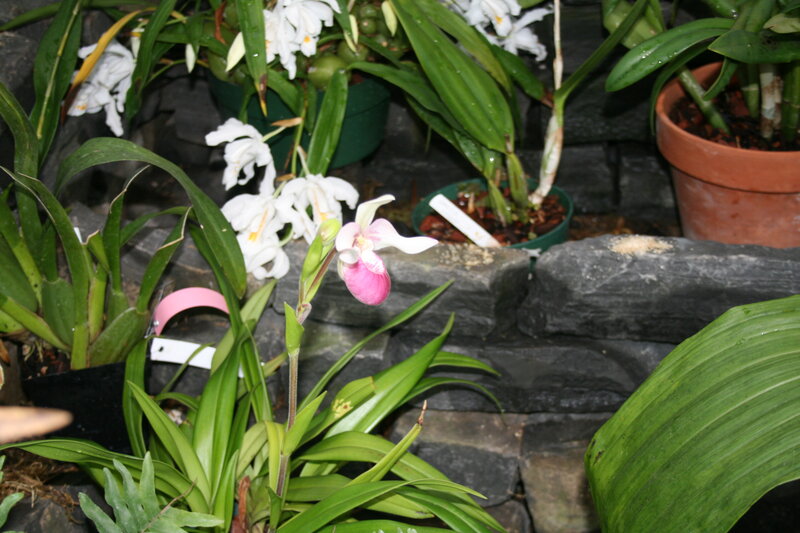 Pink and White Orchid — Green, Calm