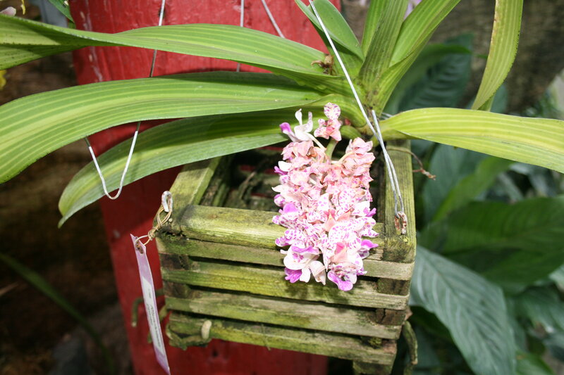 Pink and White Orchid — Green