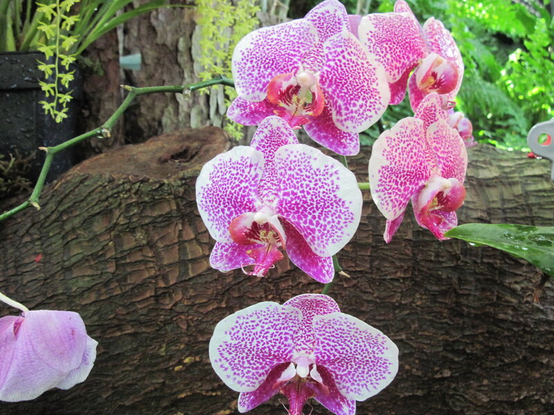 Pink and White Orchid — Purple