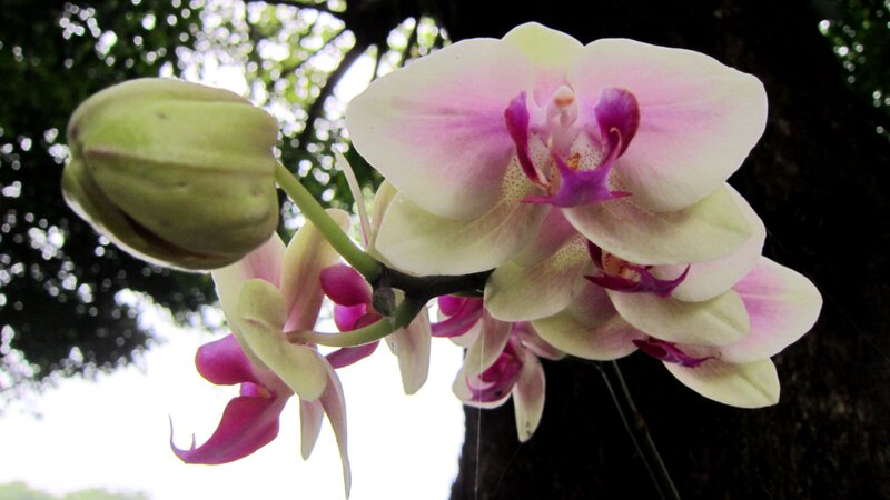 Pink and White Orchid — Serene, Afternoon
