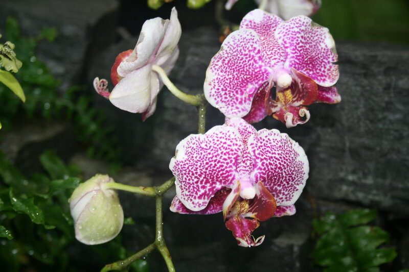 Pink and White Orchid — Serene