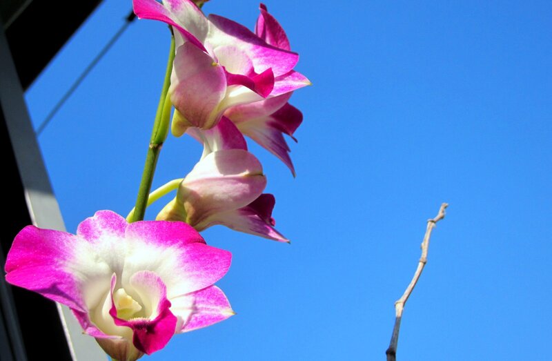 Pink and White Orchid