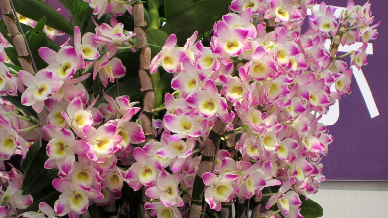 Pink and White Orchids — Calm, Photograph