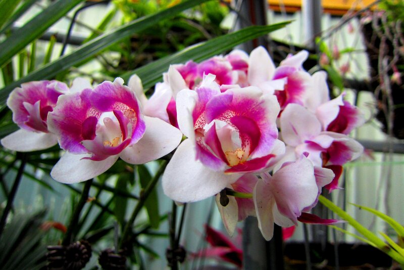 Pink and White Orchids — Calm