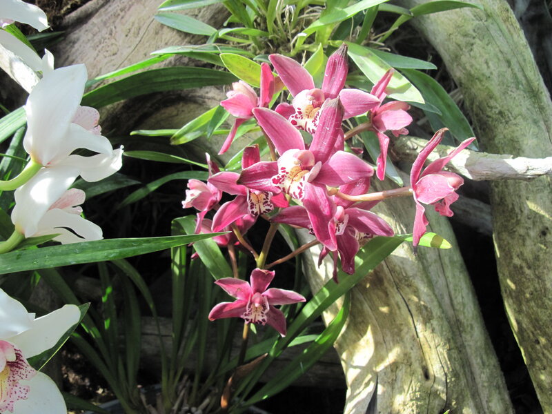 Pink and White Orchids — Natural, Afternoon