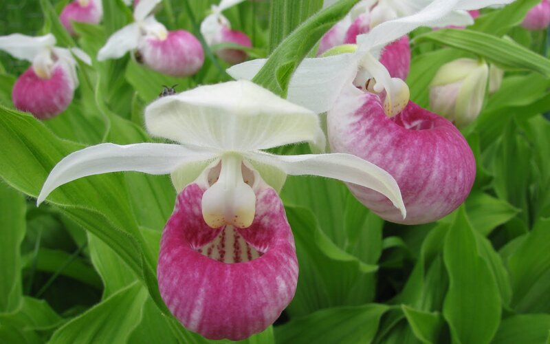 Pink and White Orchids — Natural, Spring