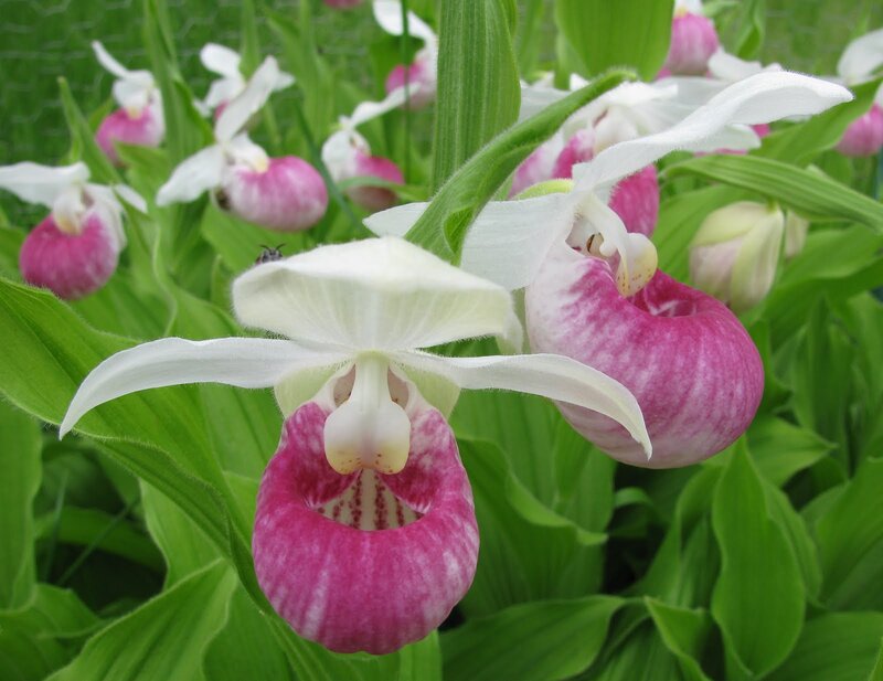 Pink and White Orchids — Natural