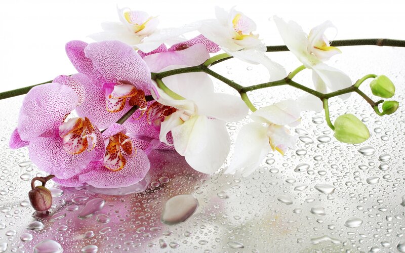 Pink and White Orchids — Serene, Photograph