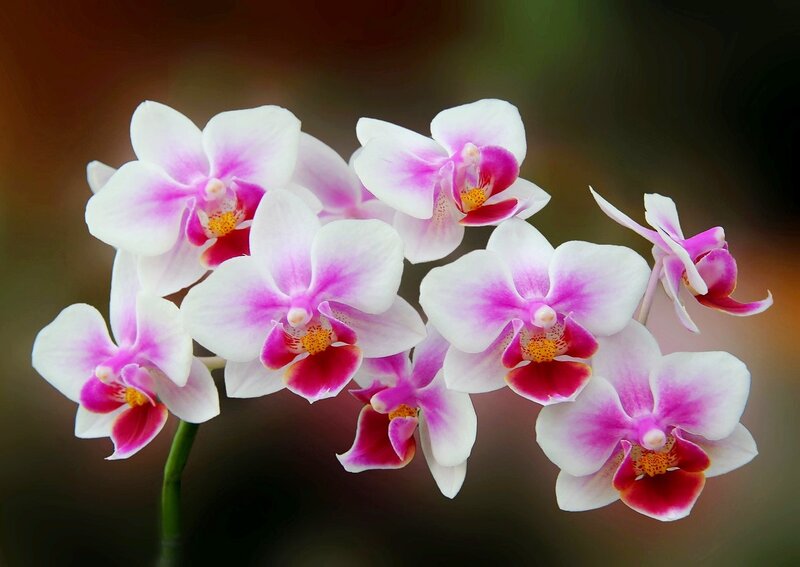 Pink and White Orchids — Serene