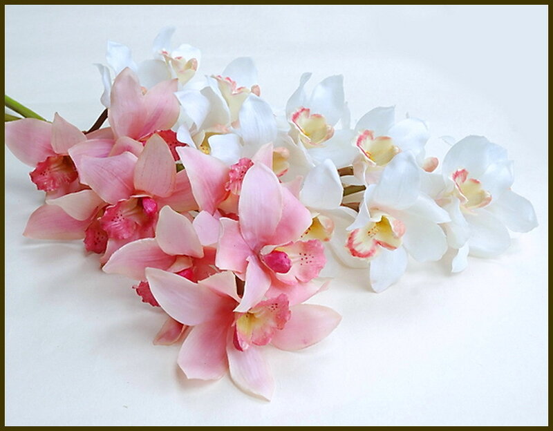 Pink and White Orchids