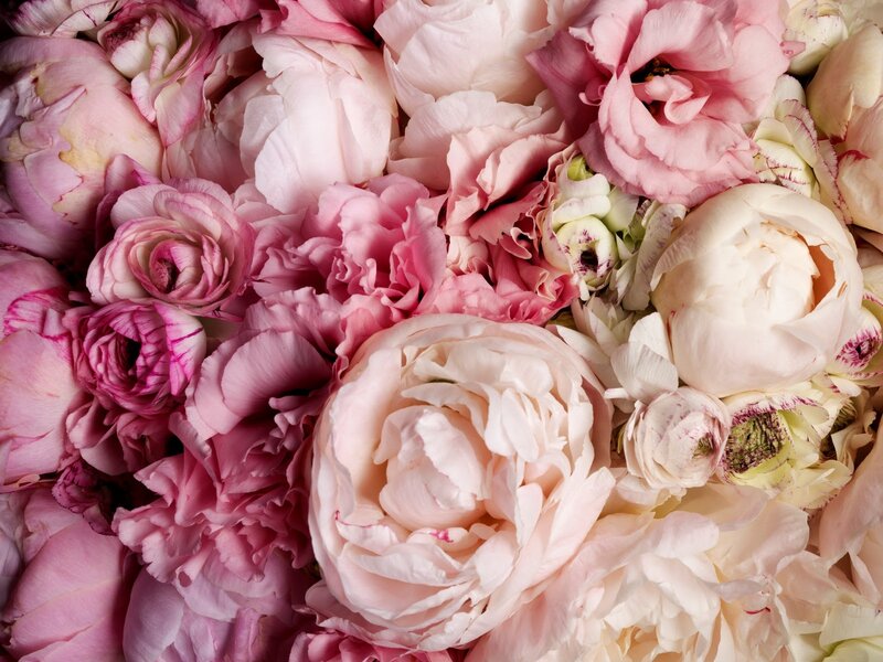 Pink and White Peonies — Calm, Photograph, Roses
