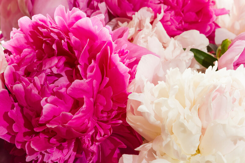 Pink and White Peonies — Calm, Spring