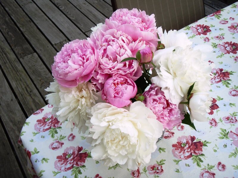 Pink and White Peonies — Calm