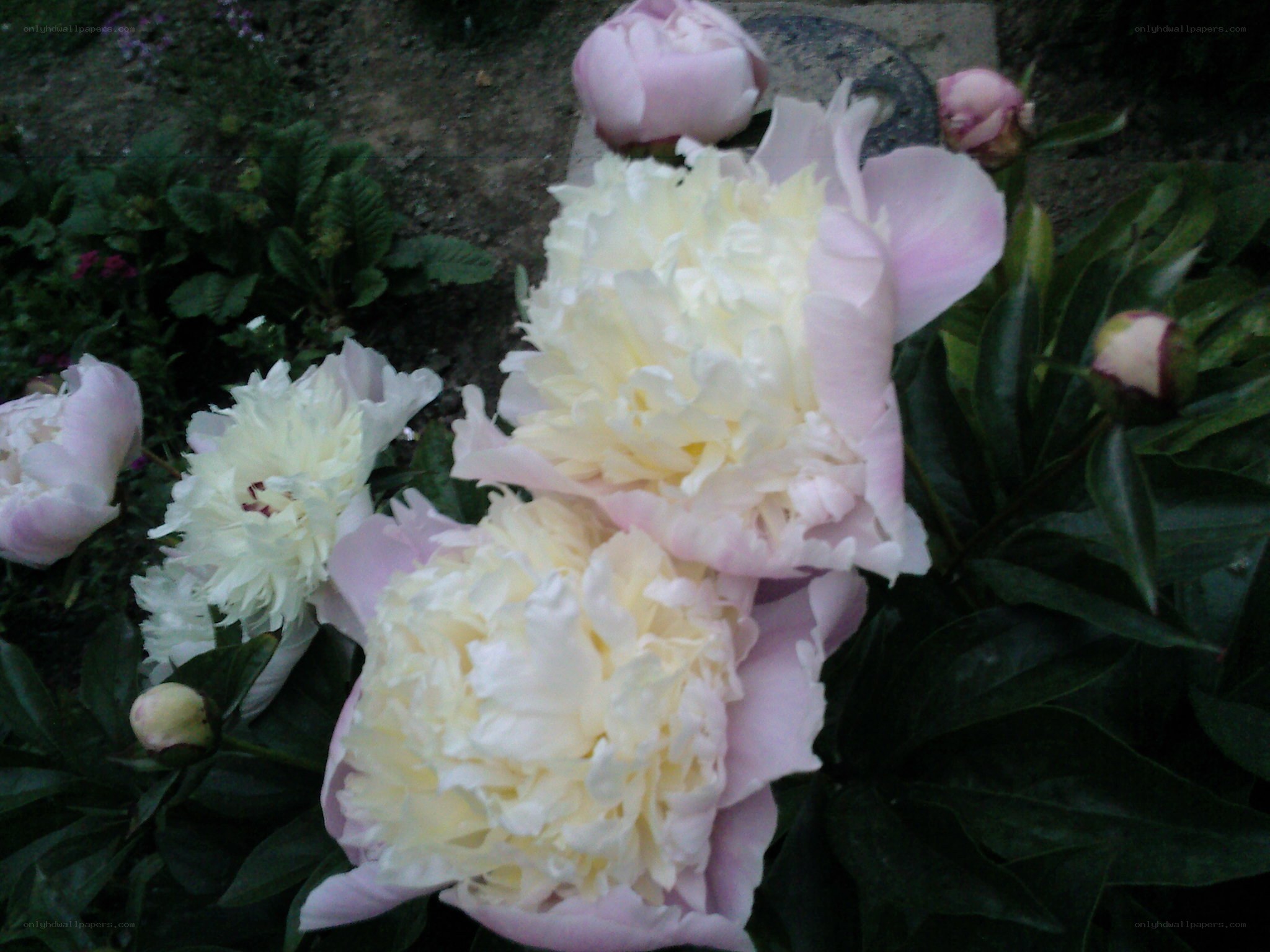 Pink and white peonies in bloom