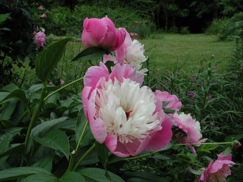 Pink and white peonies in garden