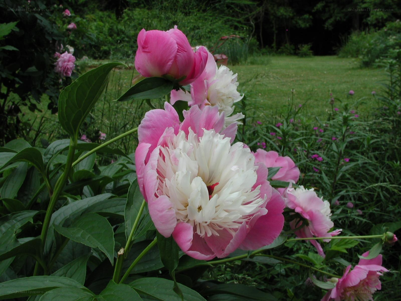 Pink and white peonies in garden