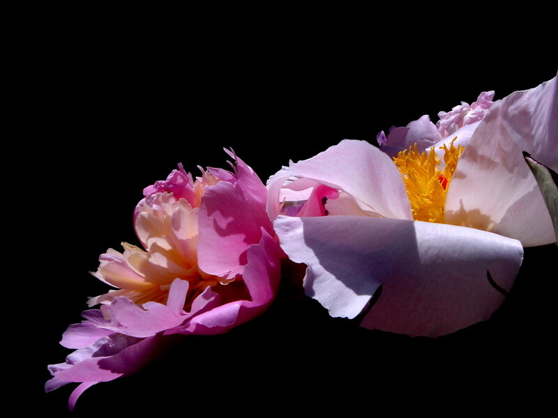 Pink and white peonies on black