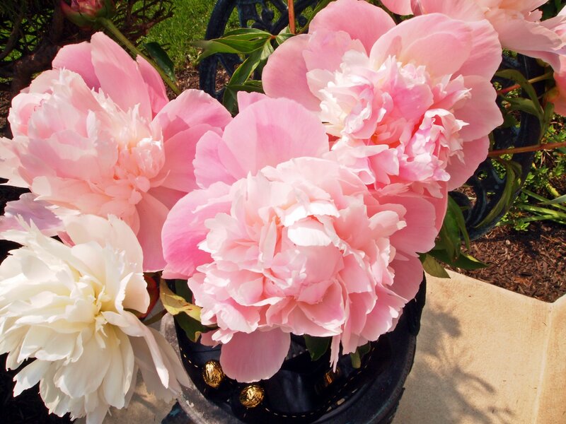 Pink and White Peonies — Serene, Afternoon, Photograph, Flowers