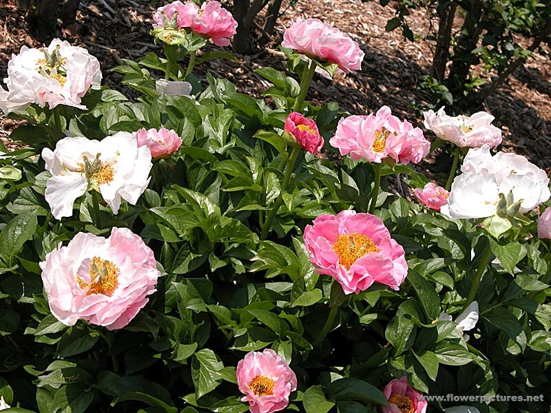 Pink and White Peonies — Serene, Afternoon