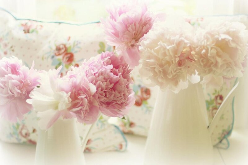 Pink and White Peonies — Serene, Morning