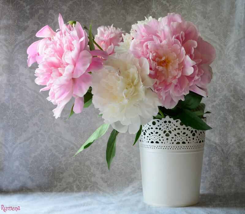 Pink and White Peonies — Serene, Photograph, Vase
