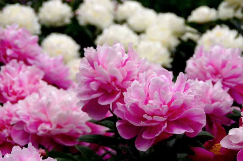 Pink and White Peonies — Serene, Spring, Photograph, Flowers, Leaves
