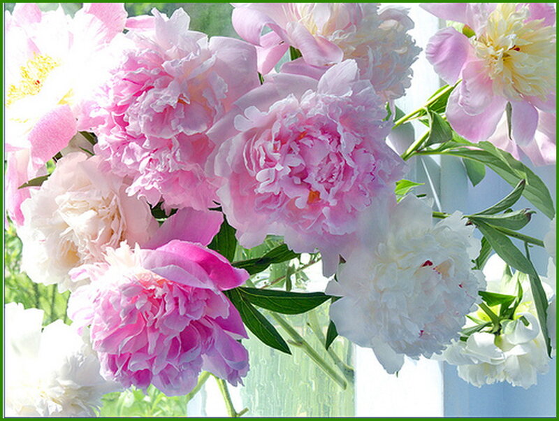 Pink and White Peonies — Serene, Spring, Photograph, Flowers
