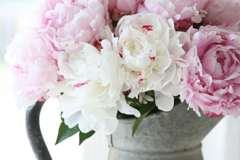 Pink and White Peonies — Serene, Spring, Photograph