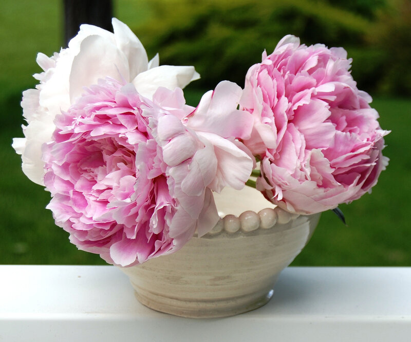 Pink and White Peonies — Serene, Spring