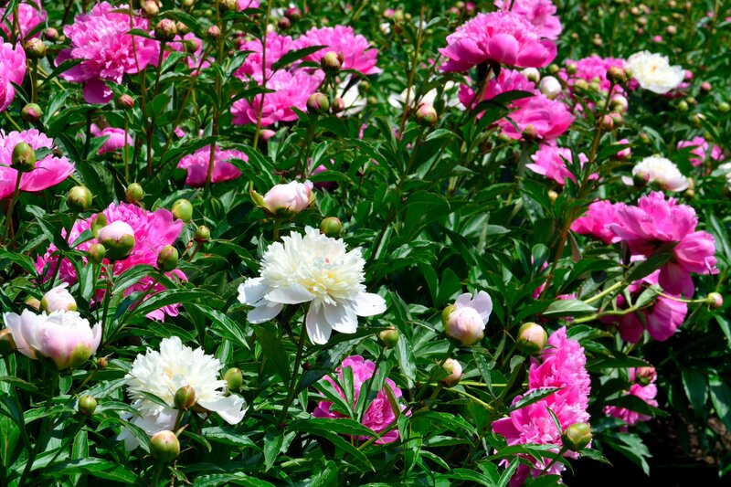 Pink and White Peonies — Serene, Summer, Photograph, Flowers