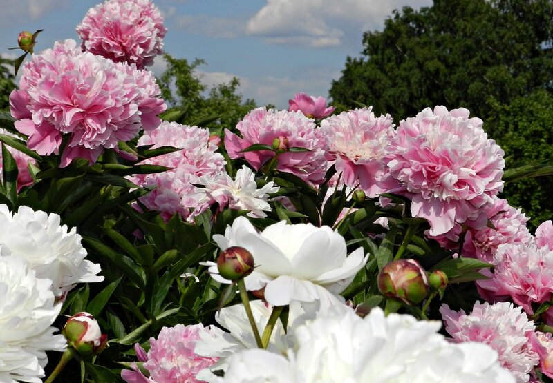 Pink and White Peonies — Serene, Summer, Photograph