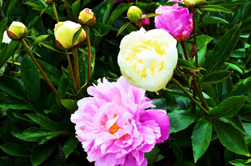 Pink and White Peonies — Serene, Summer