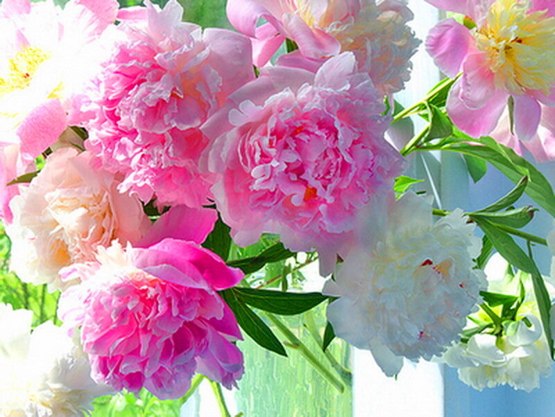 Pink and White Peonies — Serene