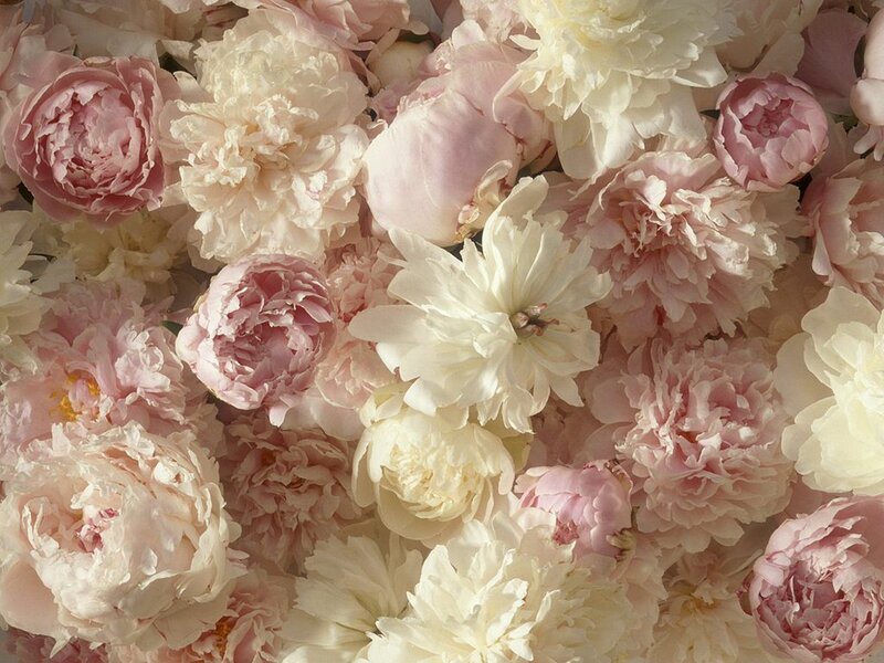 Pink and white peonies