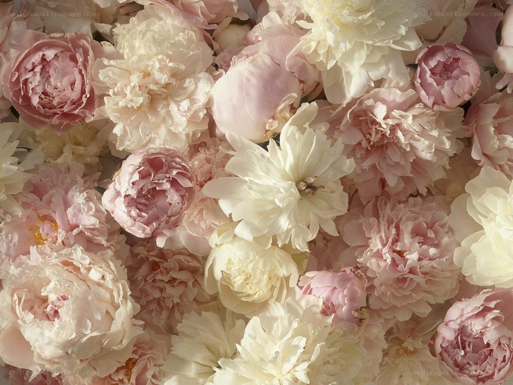 Pink and white peonies
